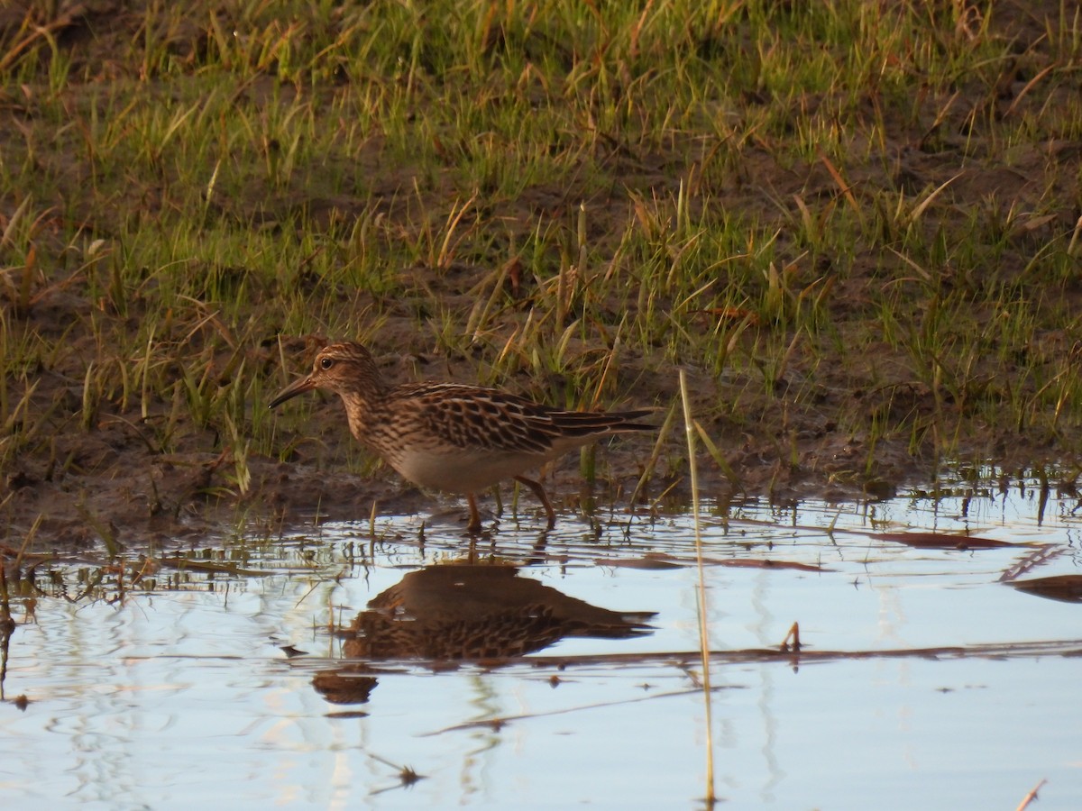 Pectoral Sandpiper - ML642115840