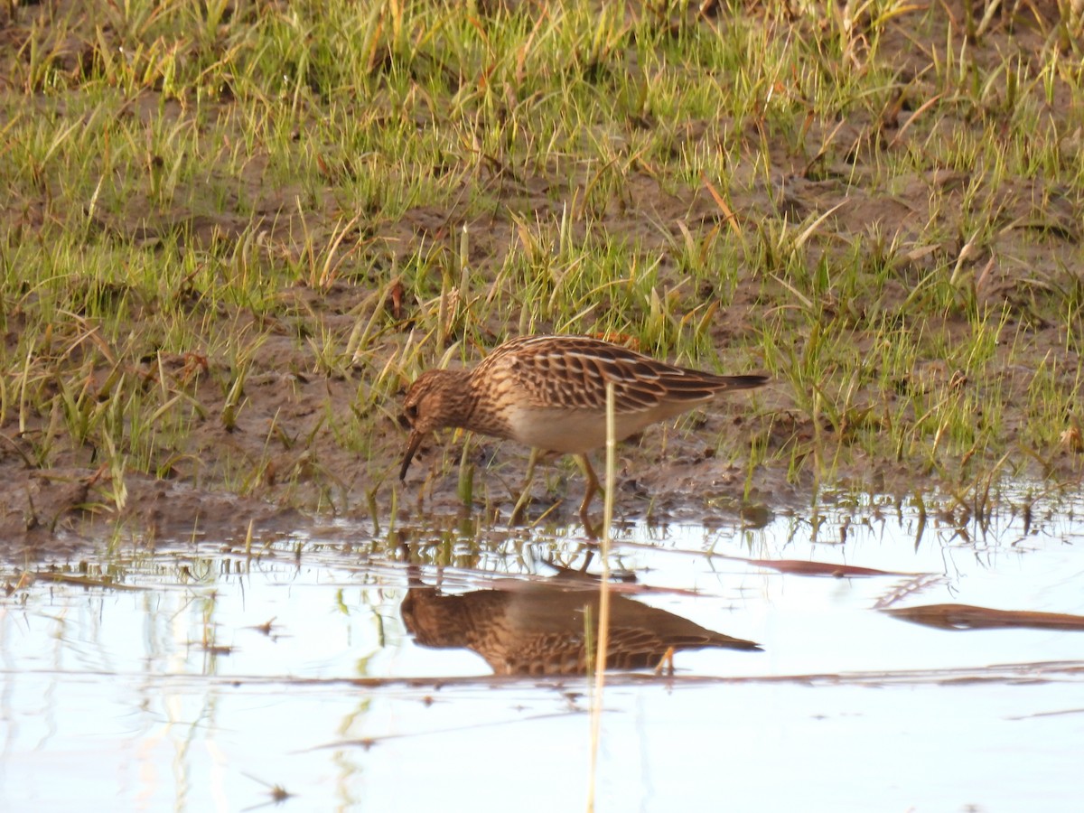 Pectoral Sandpiper - ML642115841