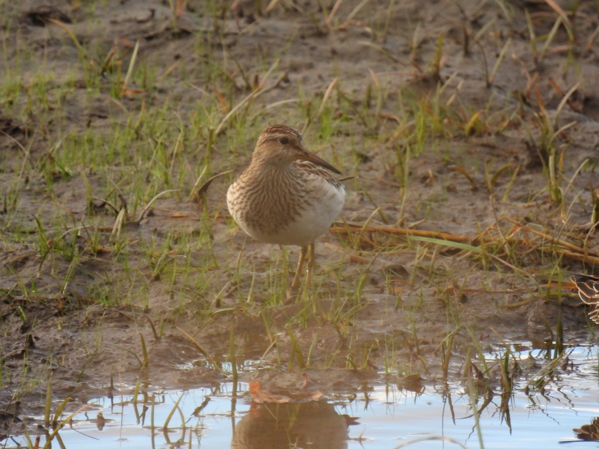 Pectoral Sandpiper - ML642115842