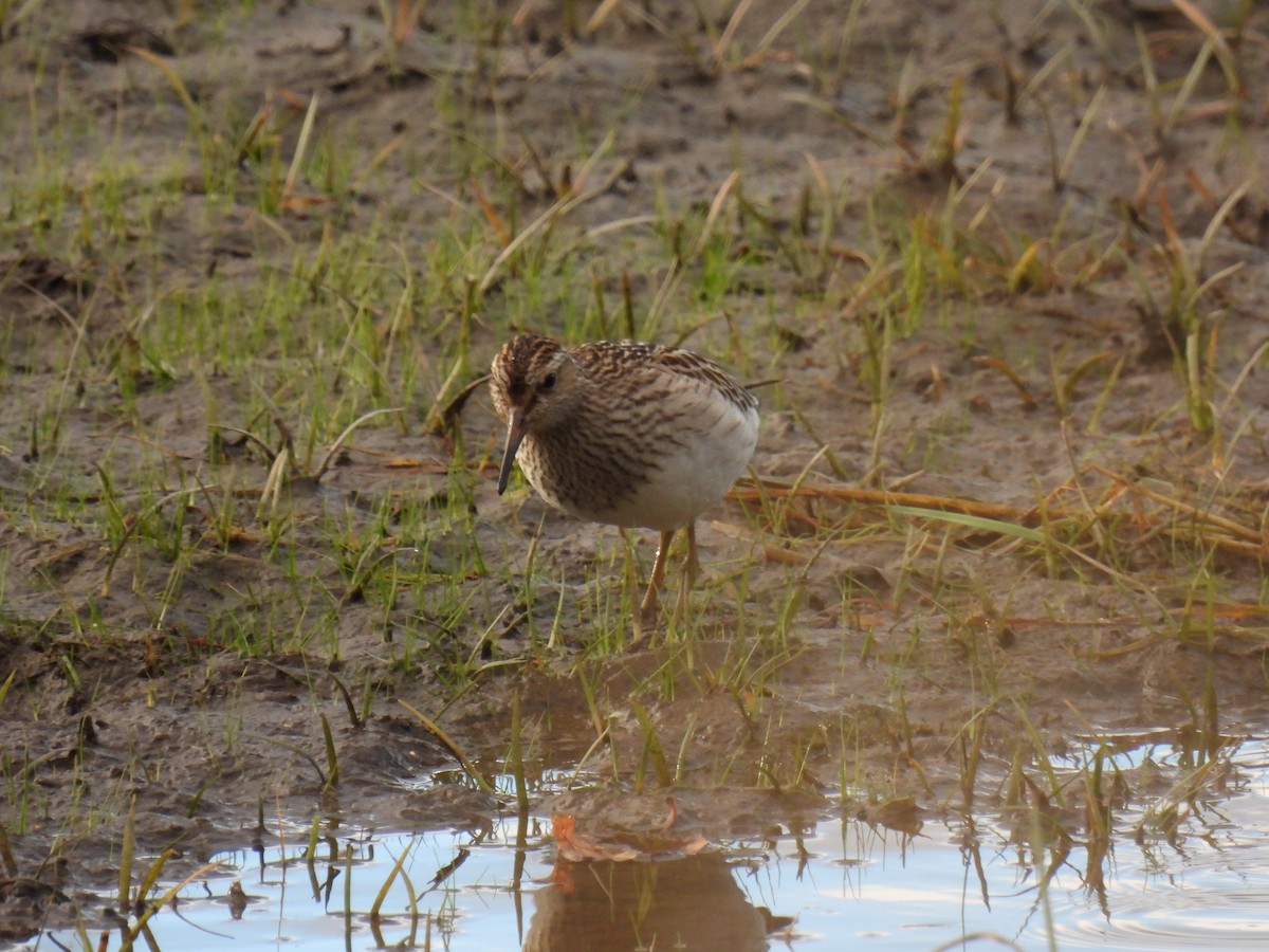 Pectoral Sandpiper - ML642115843