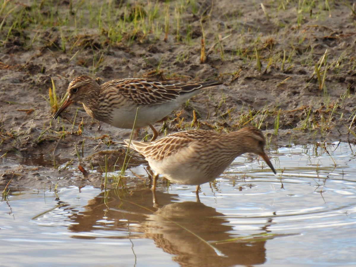 Pectoral Sandpiper - ML642115844