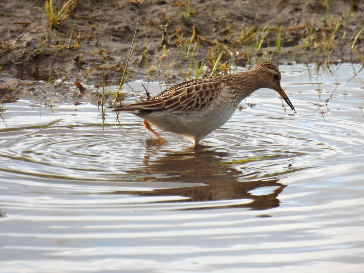 Pectoral Sandpiper - ML642115845