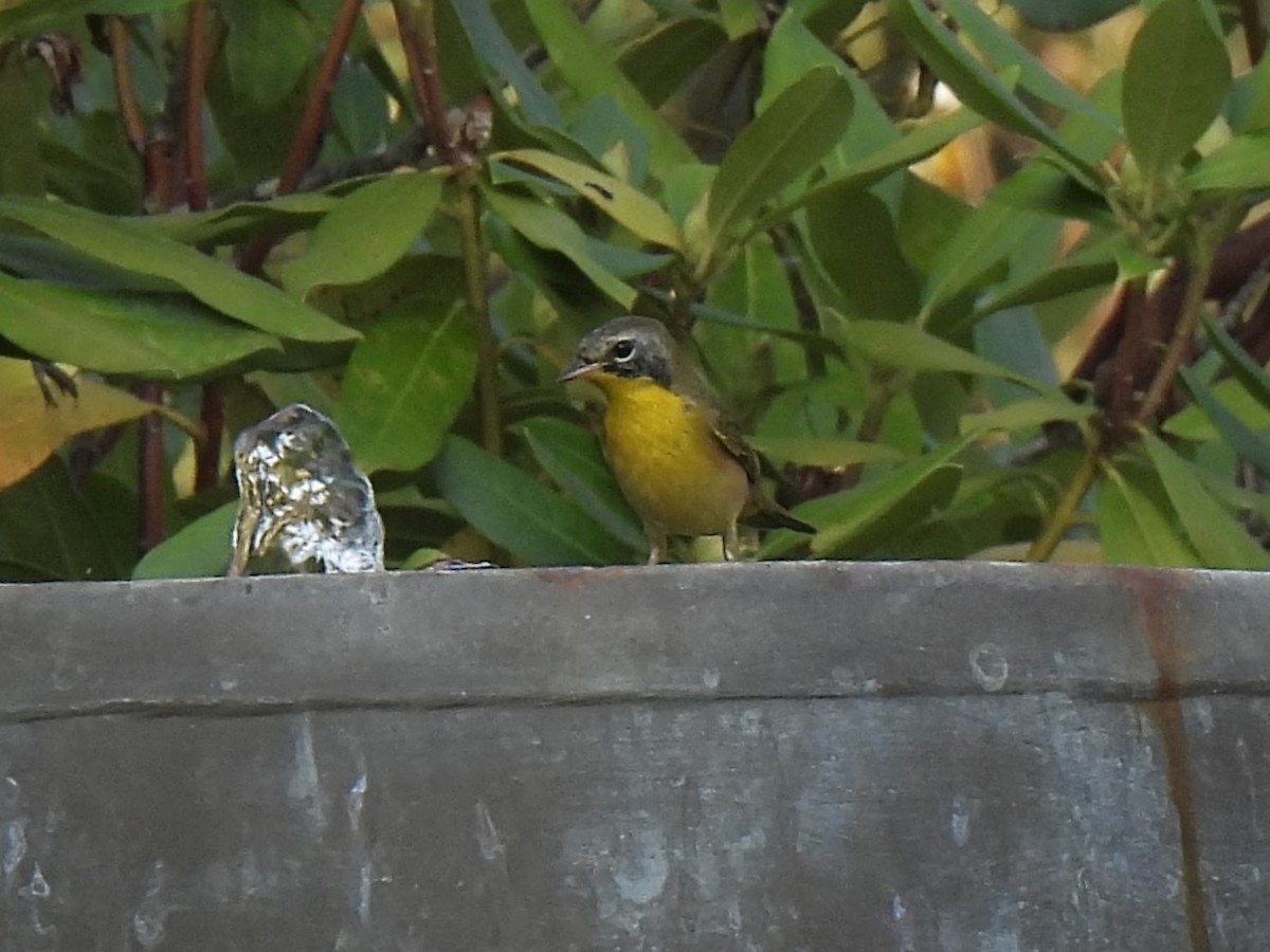 Common Yellowthroat - ML642115846