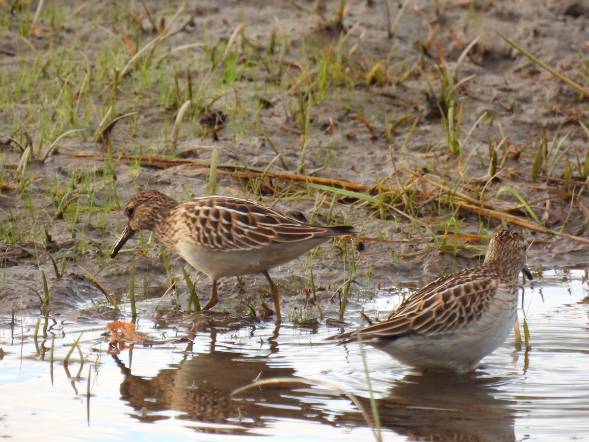 Pectoral Sandpiper - ML642115847