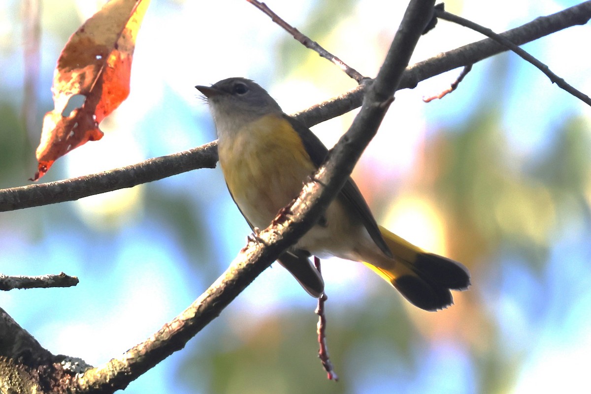 American Redstart - ML642115848