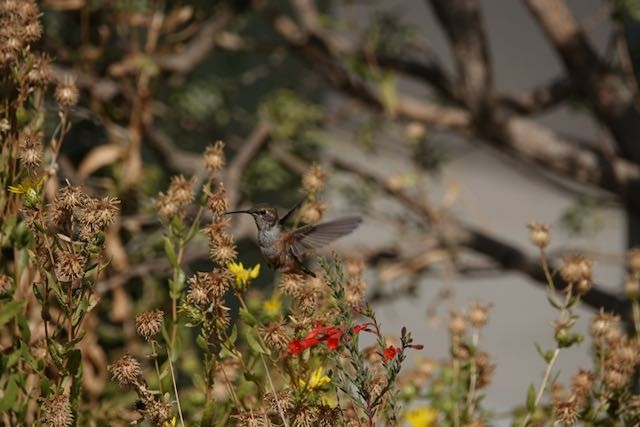 Rufous Hummingbird - ML642115849