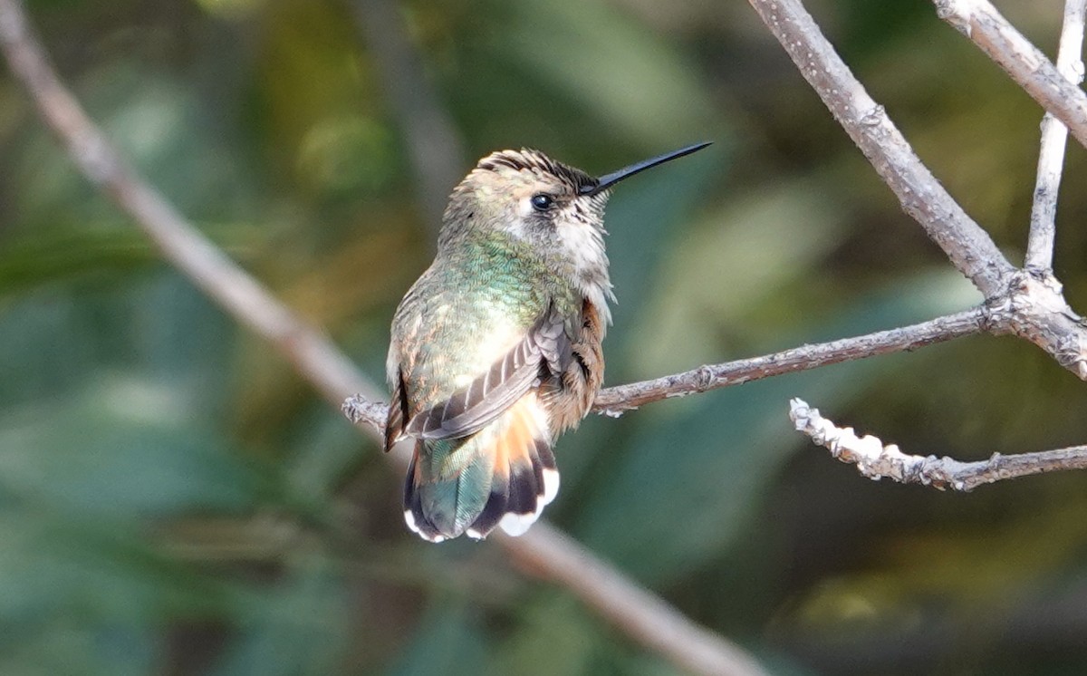 Rufous Hummingbird - ML642115850