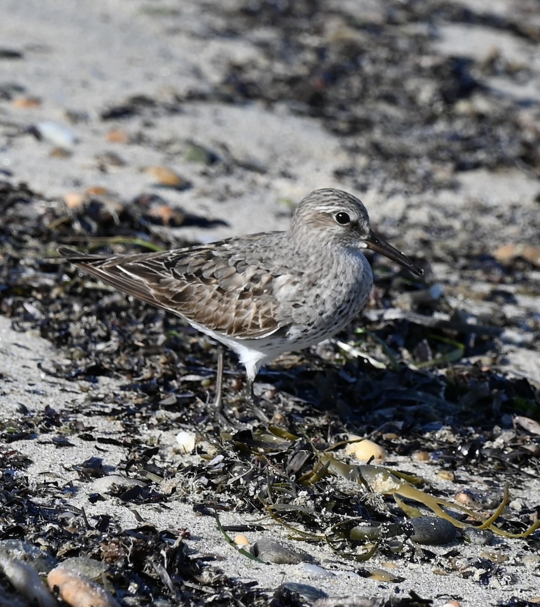 bonapartesnipe - ML642115858