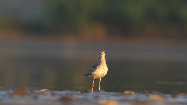 Хар хөгчүү - ML642115860