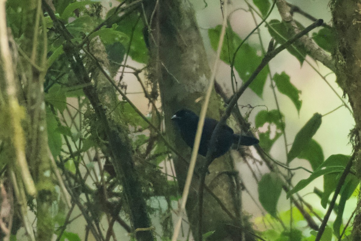 Willard's Sooty Boubou - ML642115866