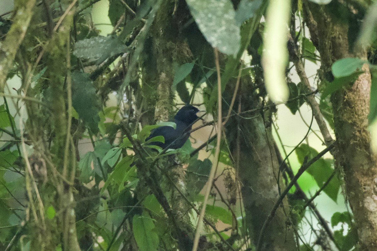 Willard's Sooty Boubou - ML642115867