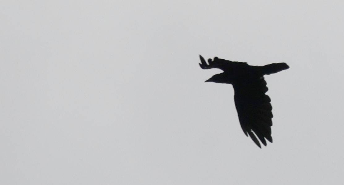 American/Fish Crow - ML642115878