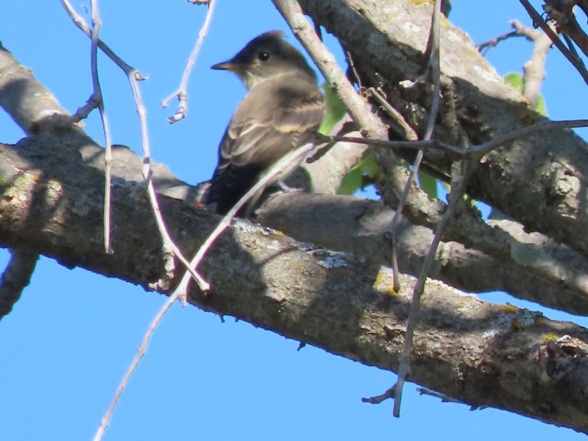 Eastern Wood-Pewee - ML642115884