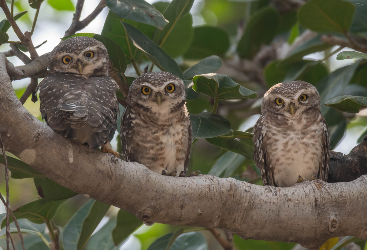 Spotted Owlet - ML642115904