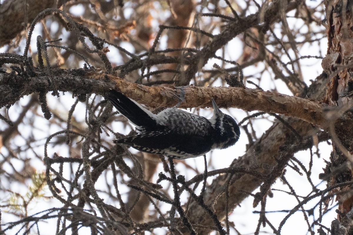 American Three-toed Woodpecker - ML642115905