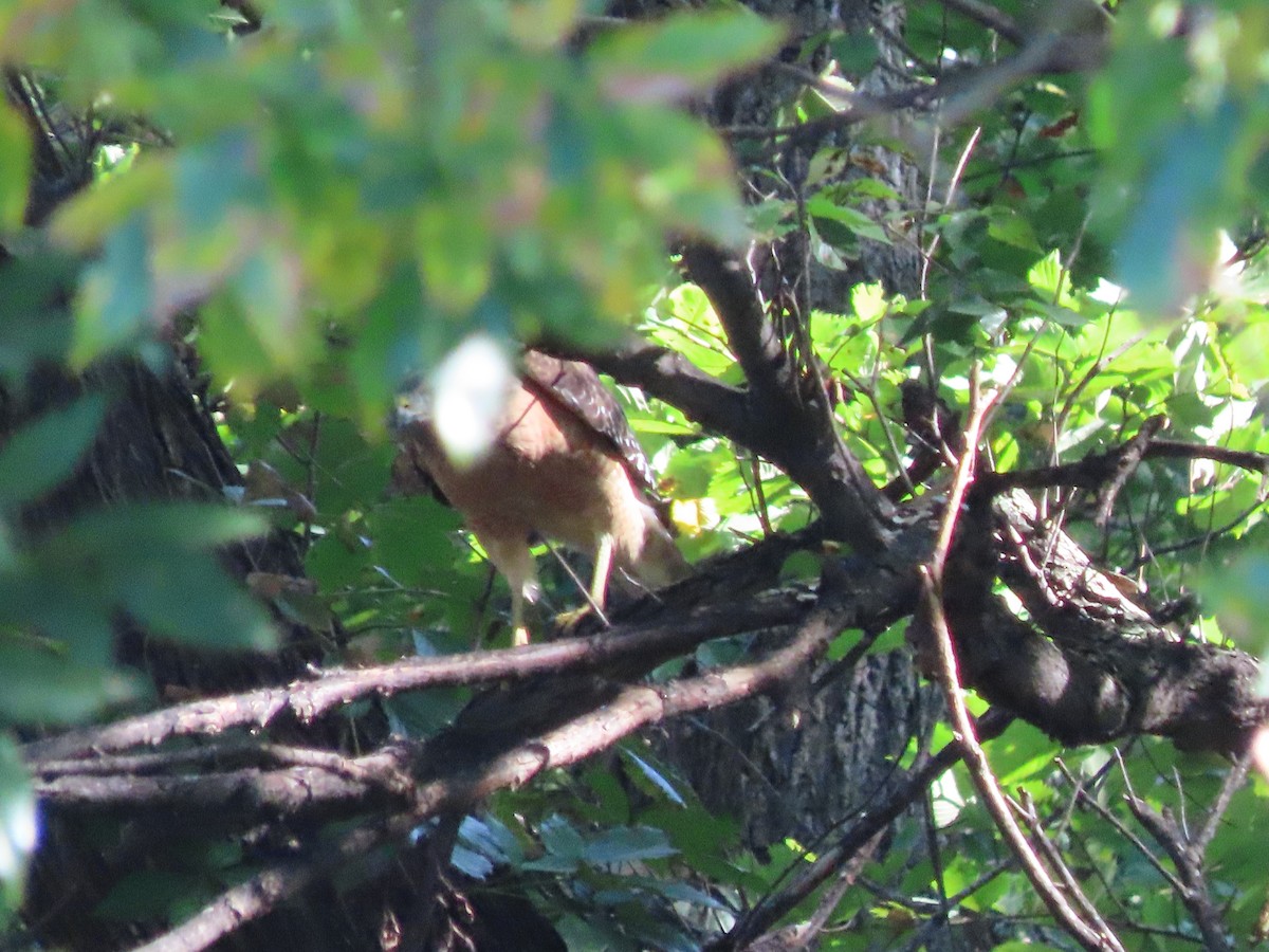 Red-shouldered Hawk - ML642115906