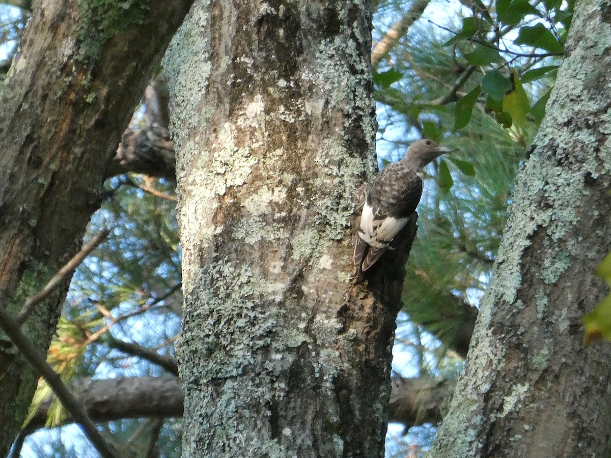 Red-headed Woodpecker - ML642115909