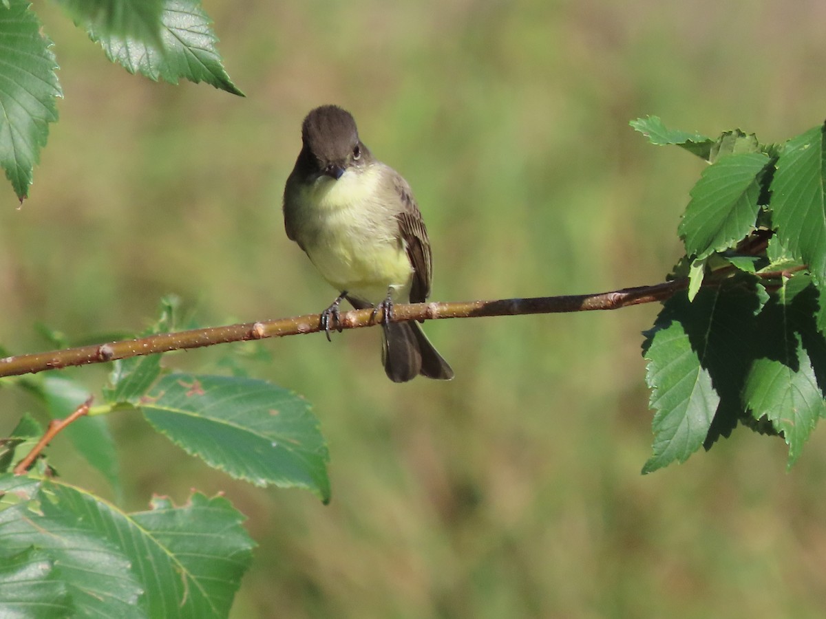 Eastern Phoebe - ML642115914