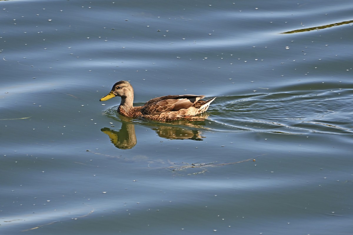 Mallard - ML642115917