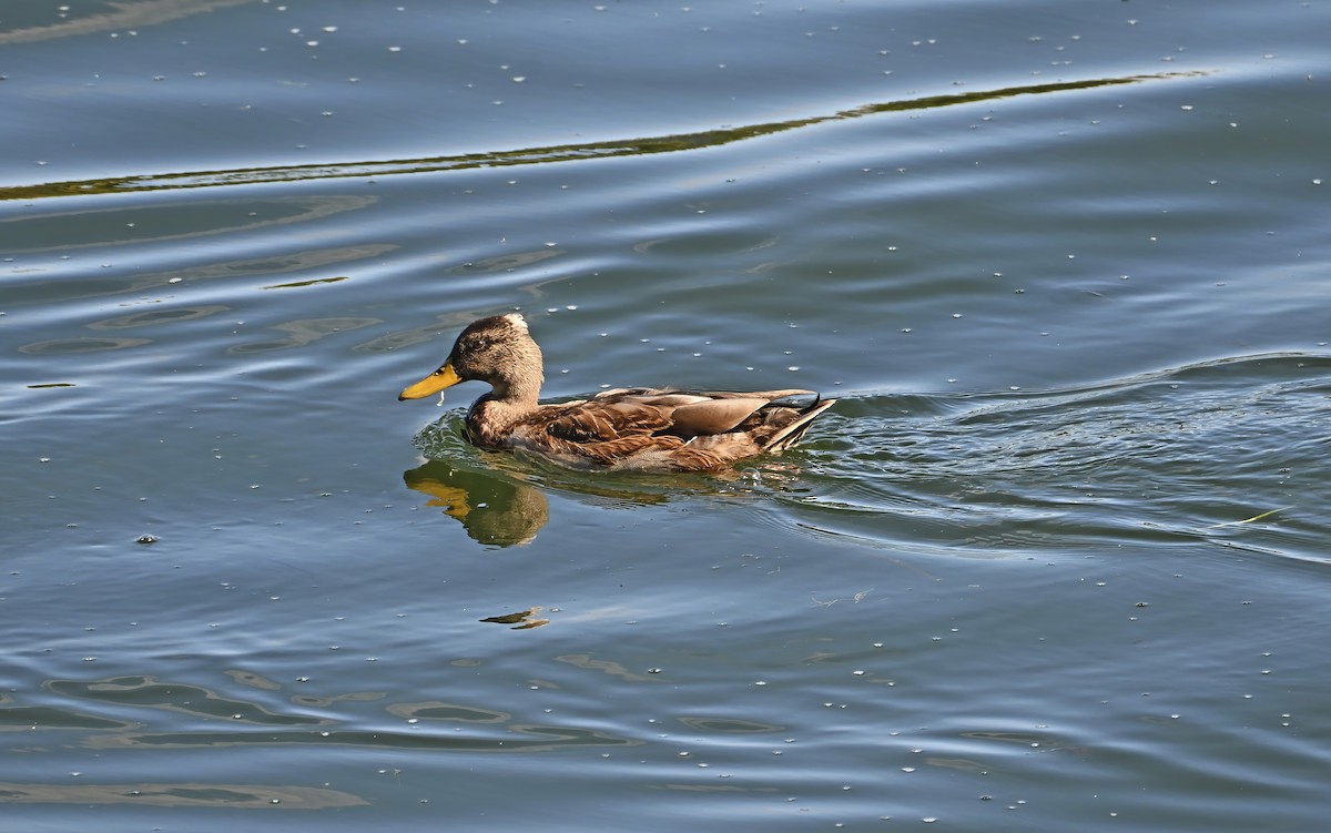 Mallard - ML642115918