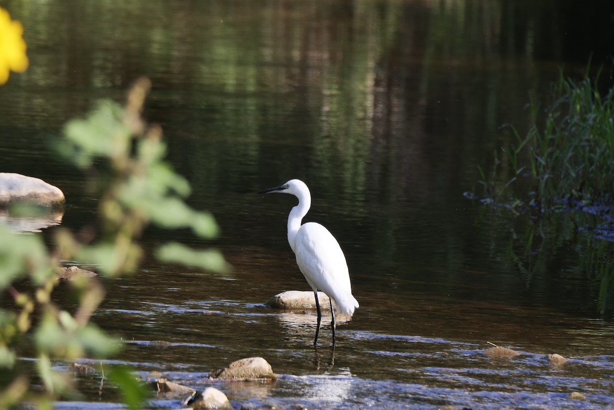 Little Egret - ML642115919