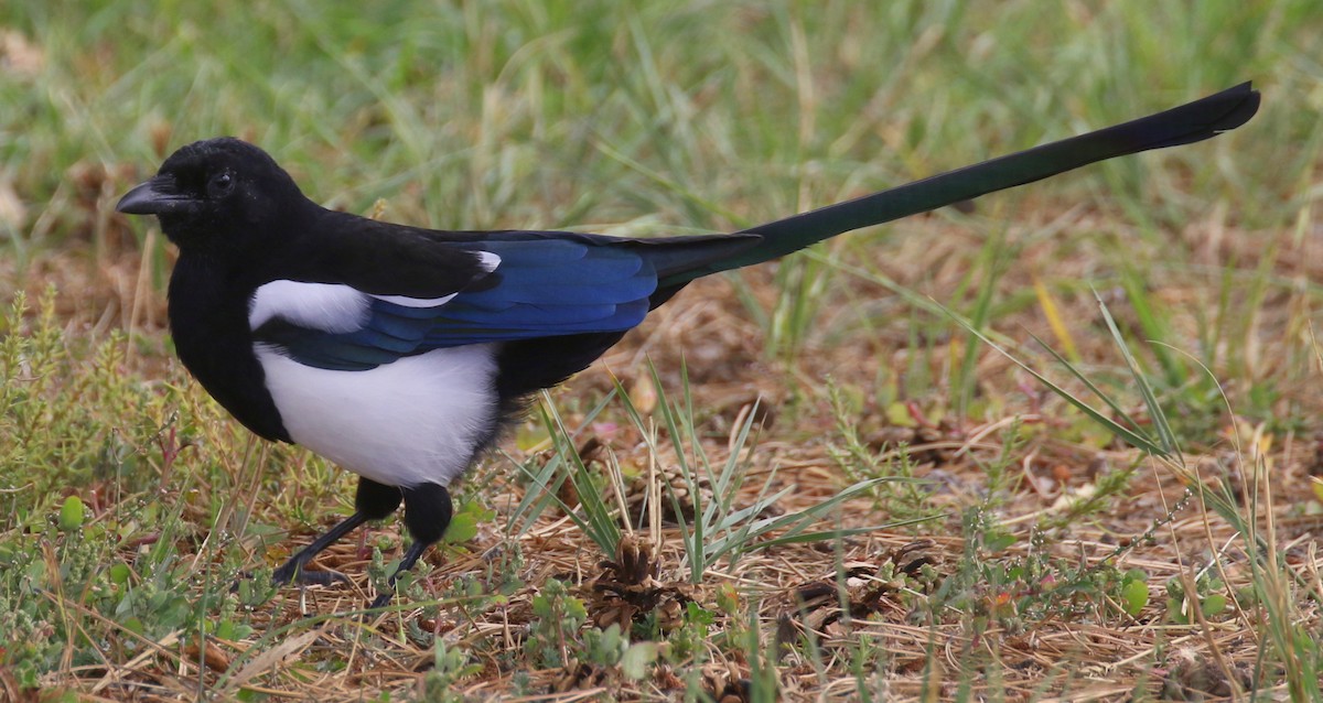 Black-billed Magpie - ML642115921