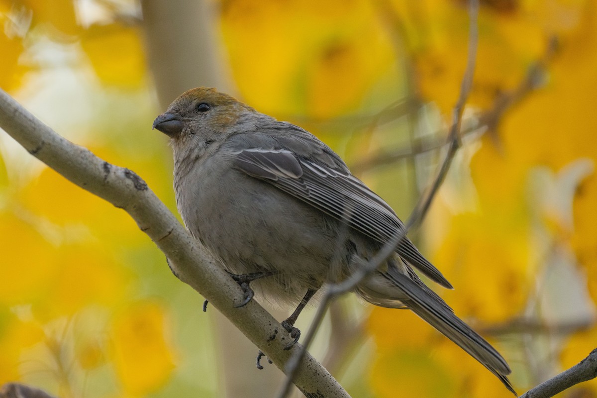 Pine Grosbeak - ML642115940