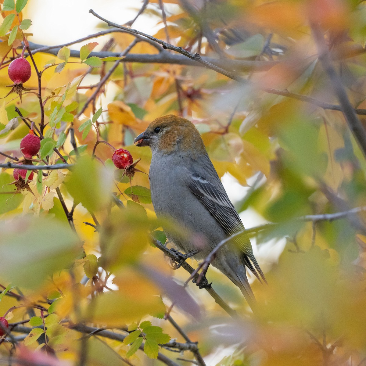 Pine Grosbeak - ML642115941