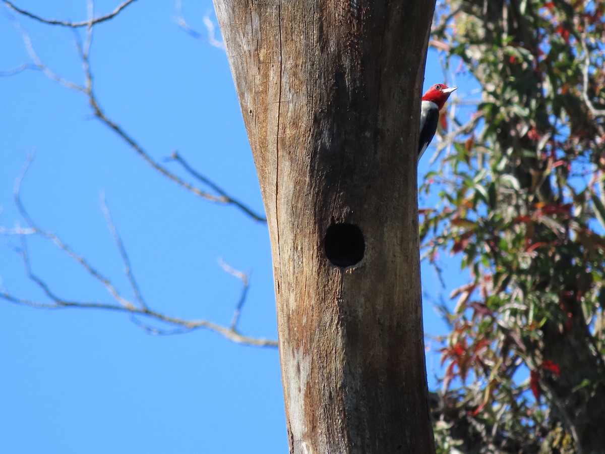 Red-headed Woodpecker - ML642115946