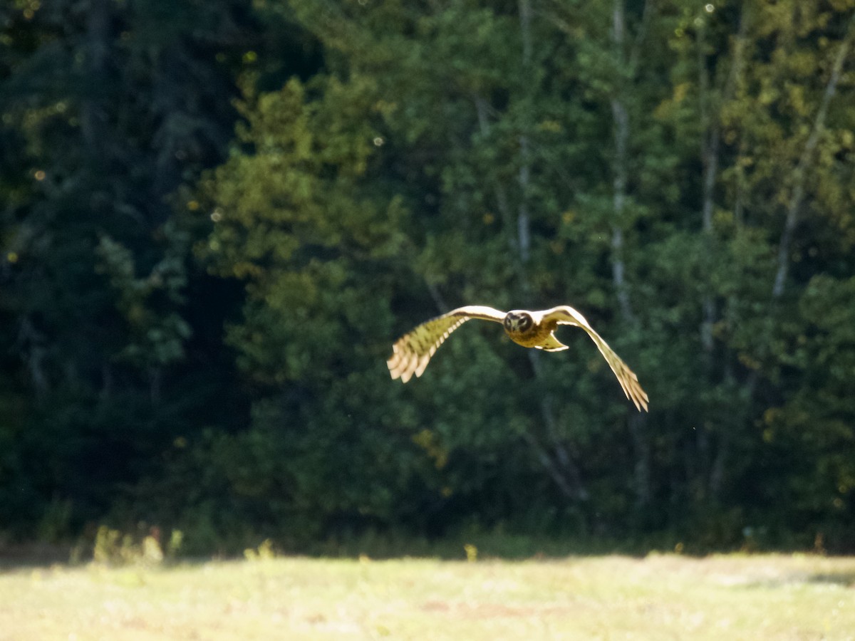 Northern Harrier - ML642115949