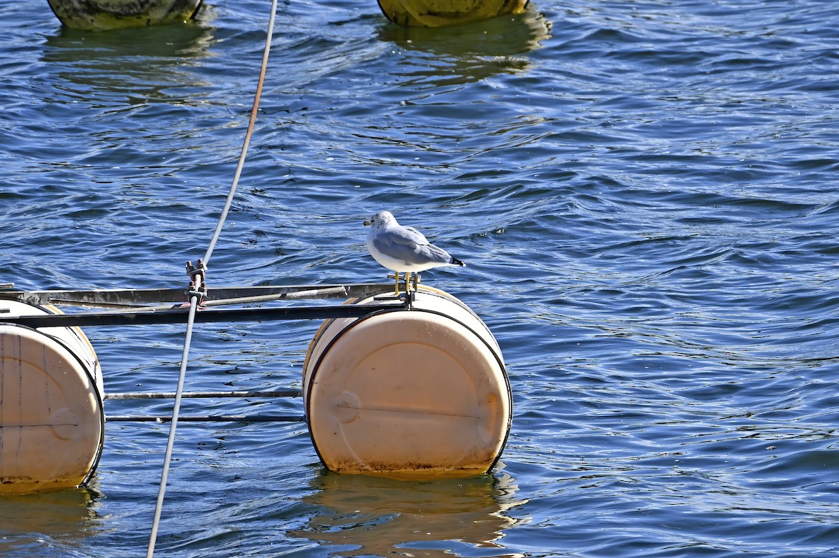 Ring-billed Gull - ML642115956