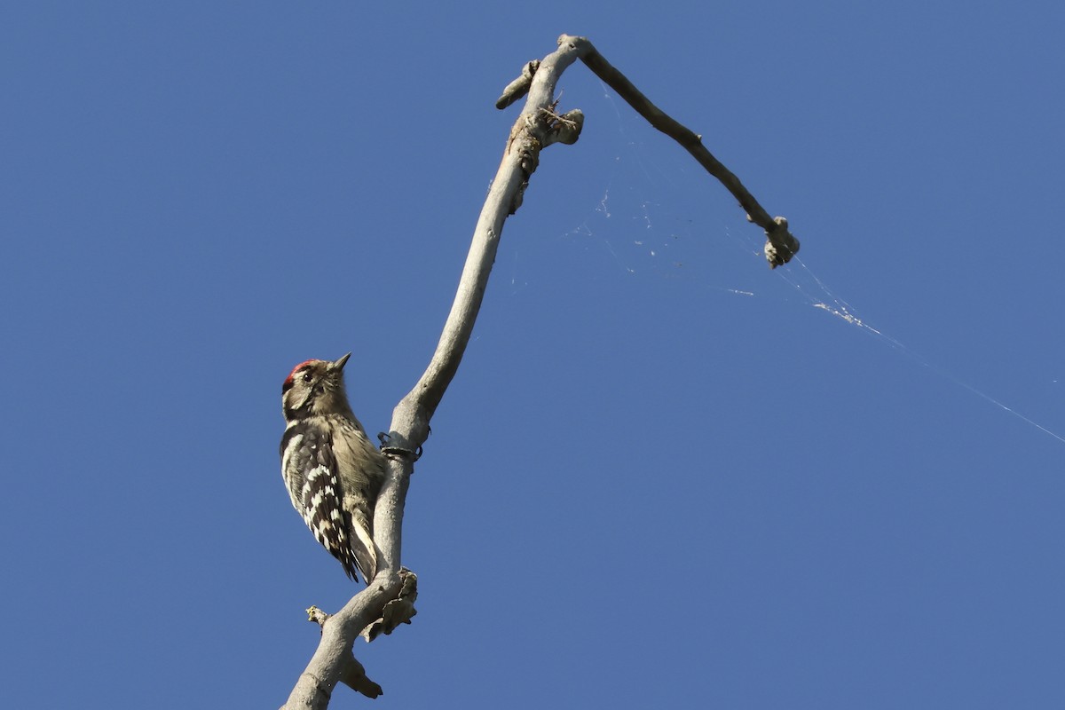 Lesser Spotted Woodpecker - ML642115958