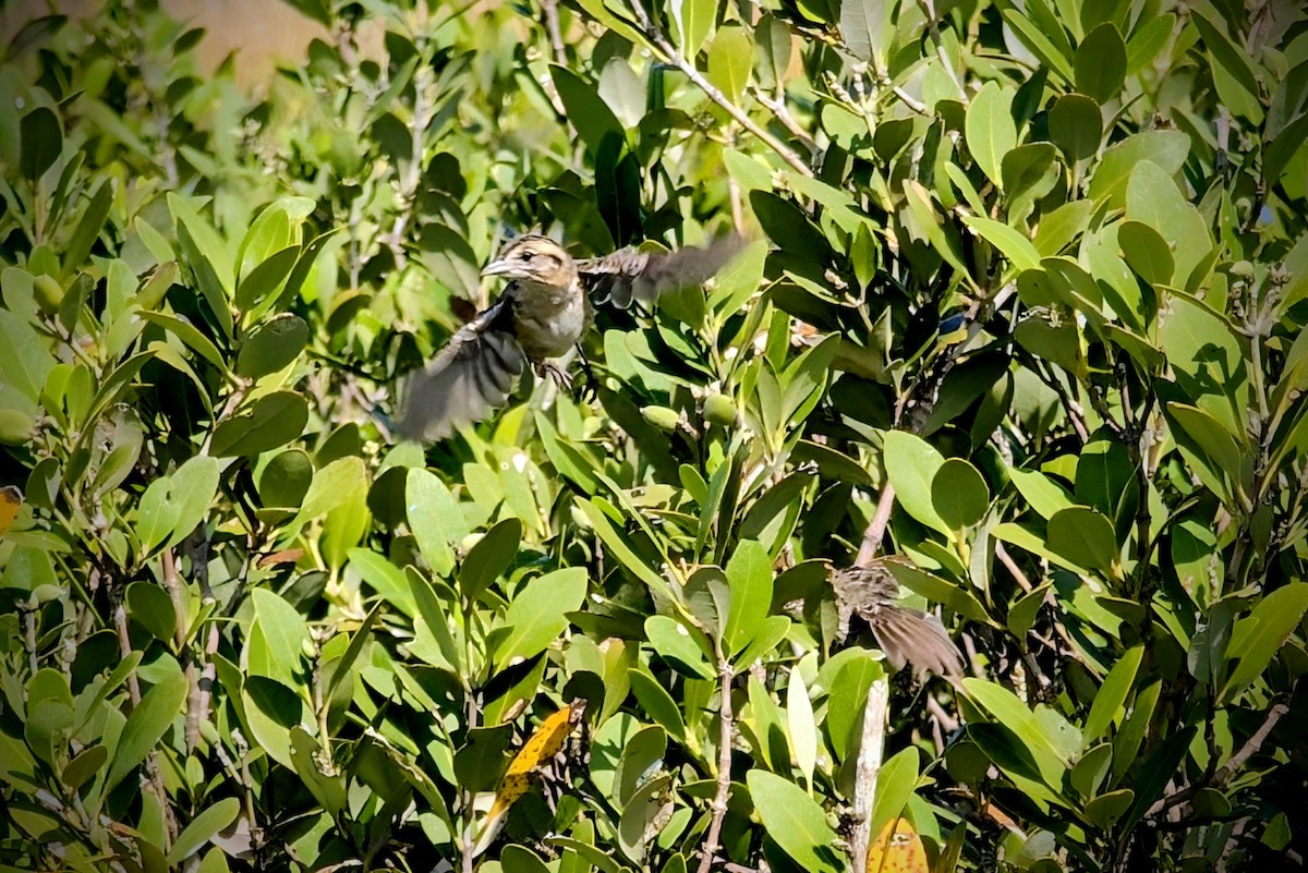 Seaside Sparrow - ML642115959