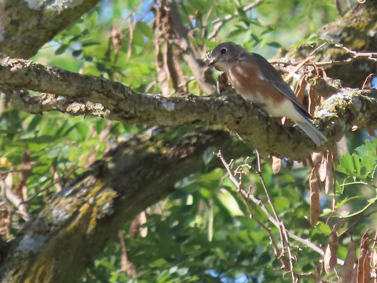 Eastern Bluebird - ML642115960