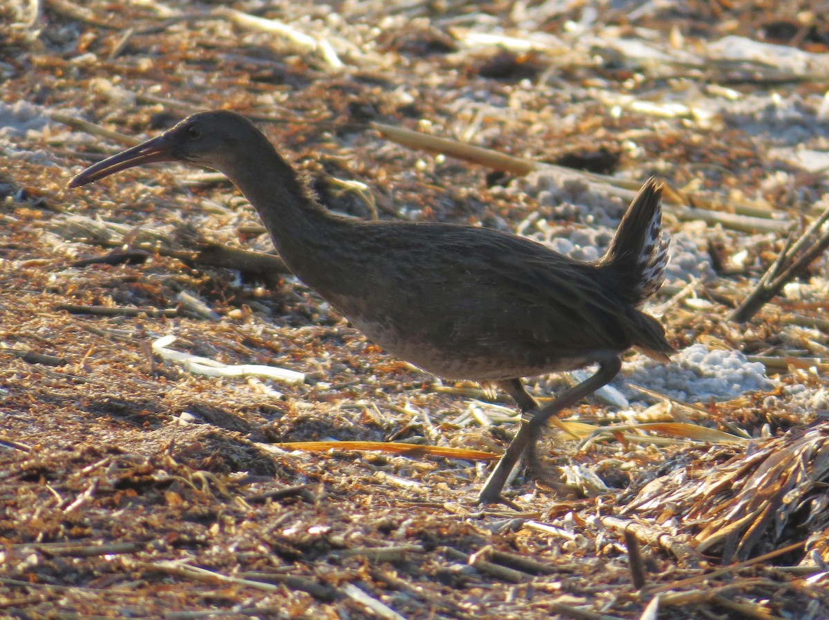 Clapper Rail - ML642115974
