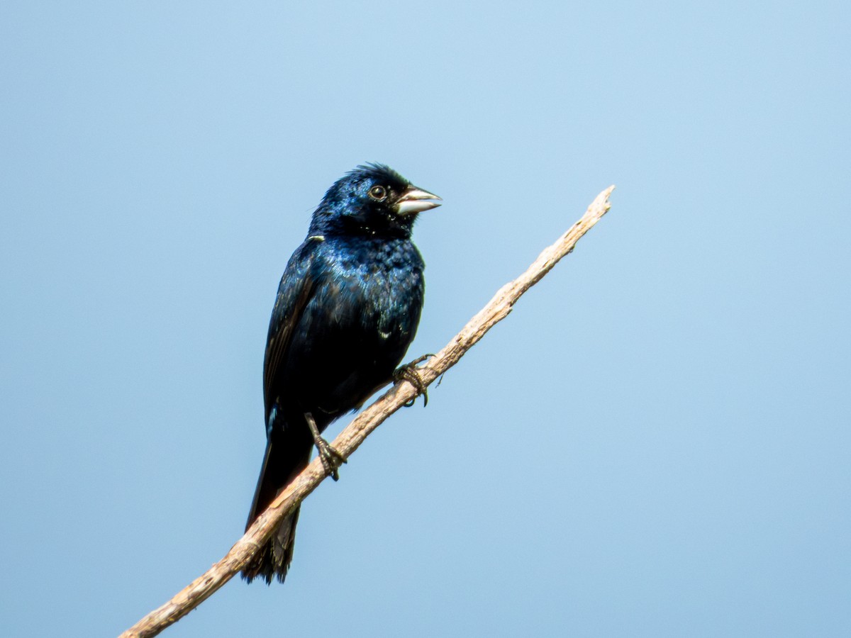Blue-black Grassquit - ML642115975