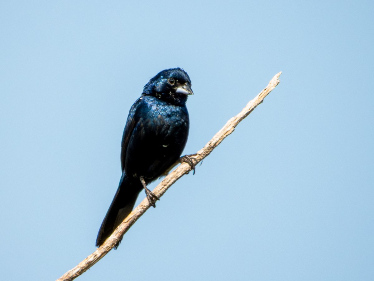 Blue-black Grassquit - ML642115976