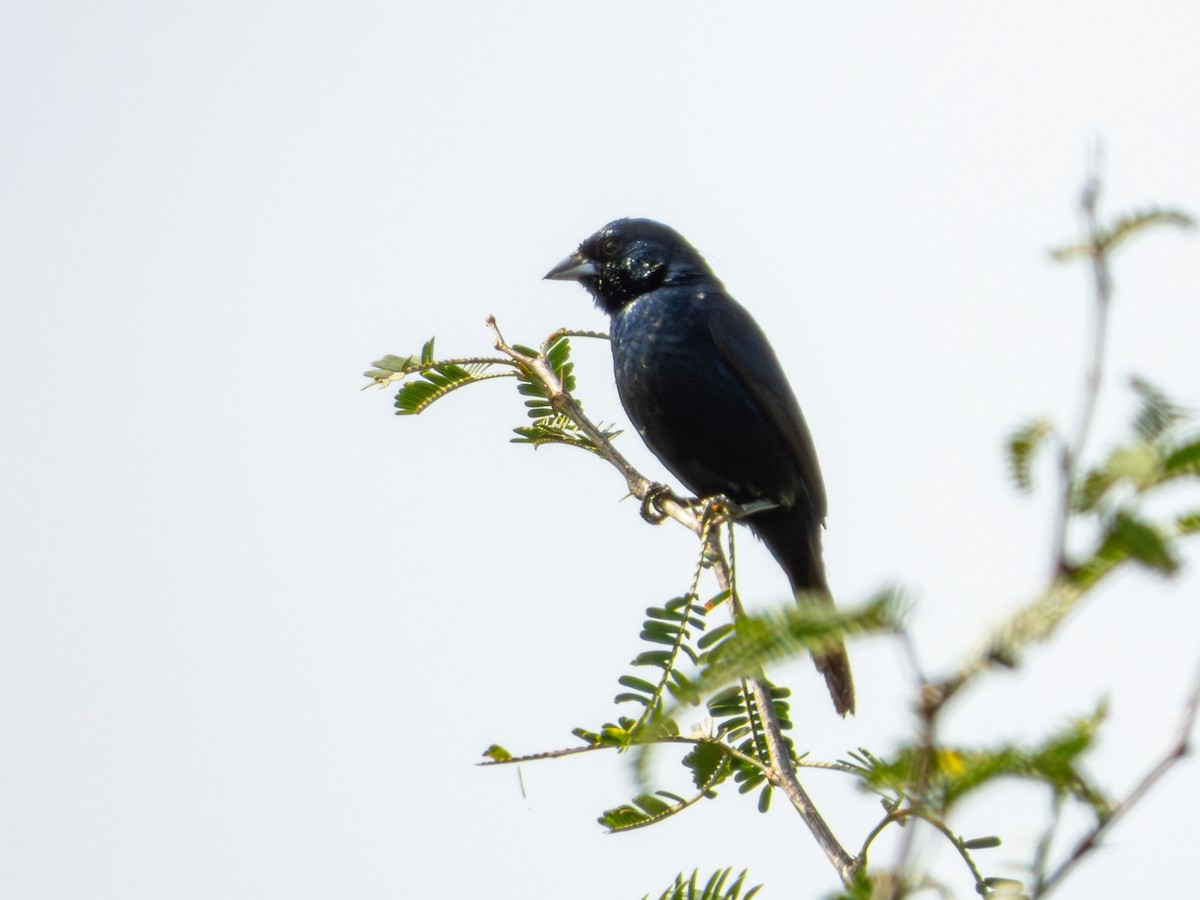 Blue-black Grassquit - ML642115977