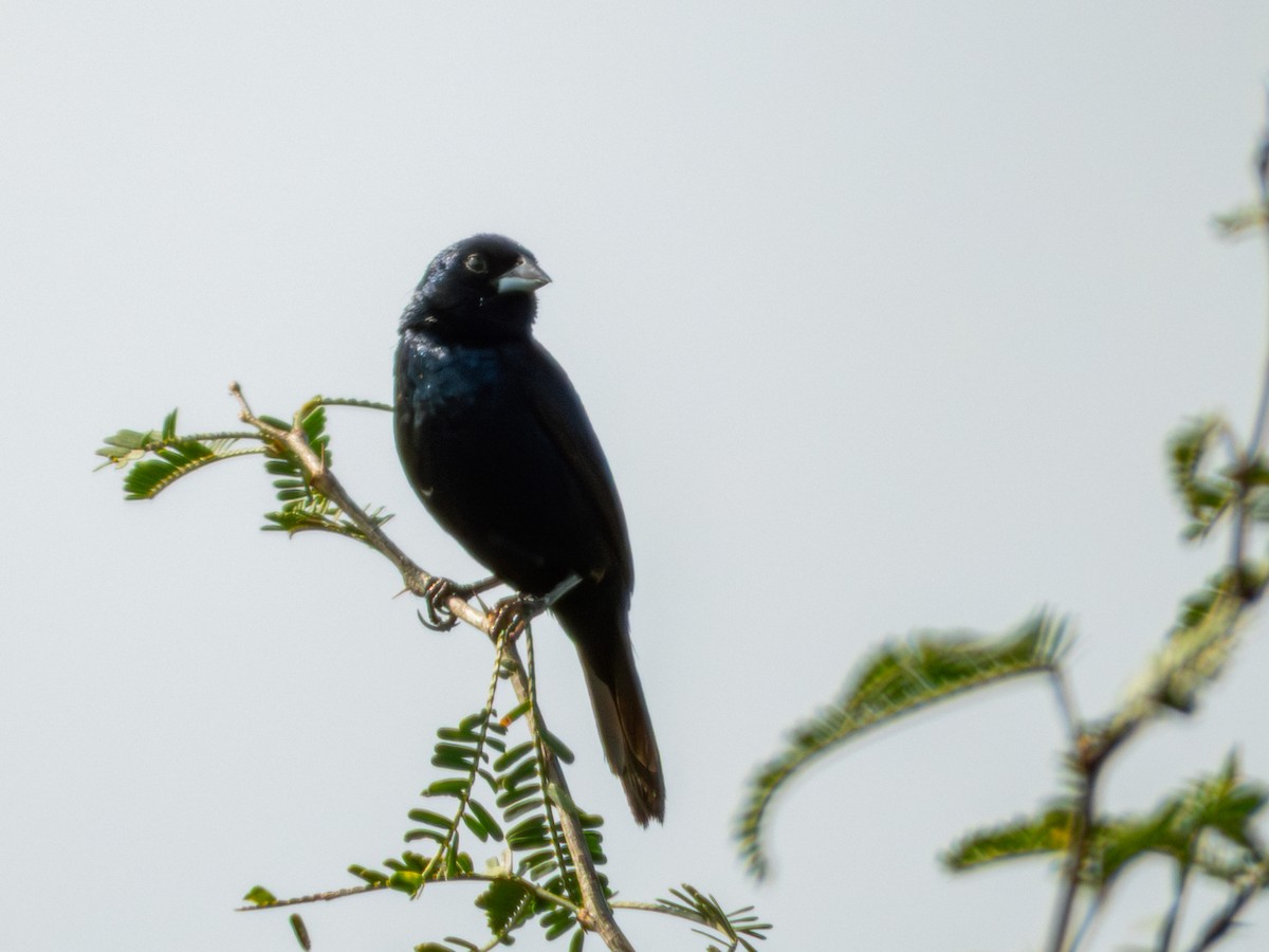Blue-black Grassquit - ML642115978
