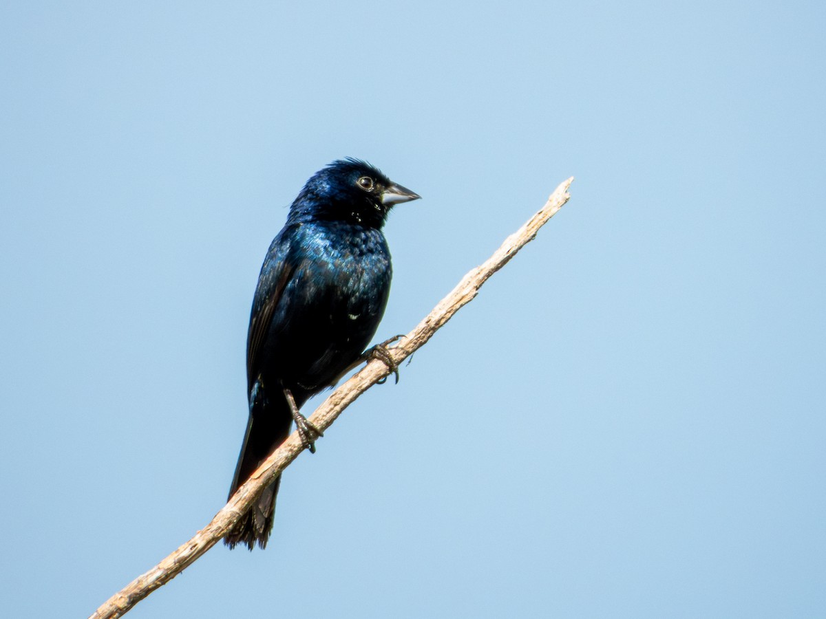 Blue-black Grassquit - ML642115979