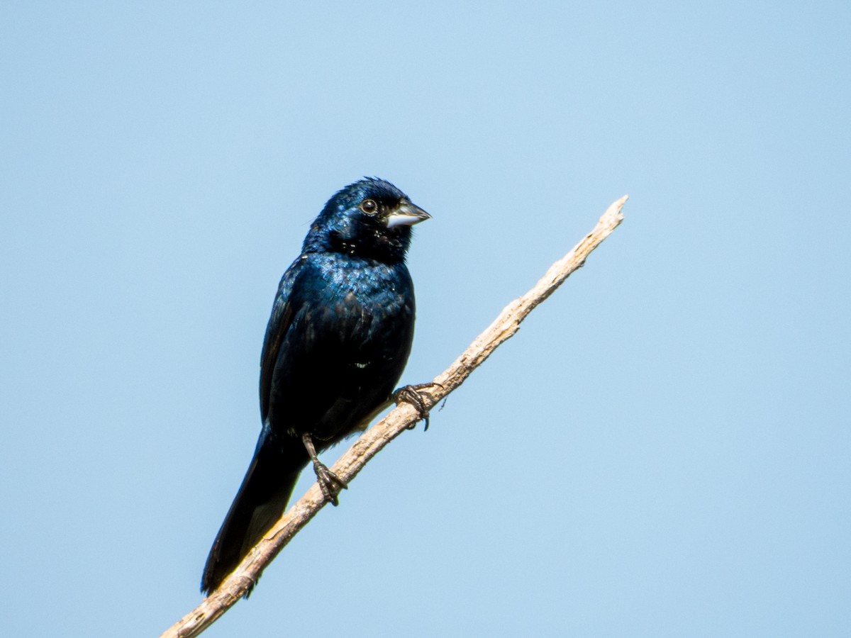 Blue-black Grassquit - ML642115980