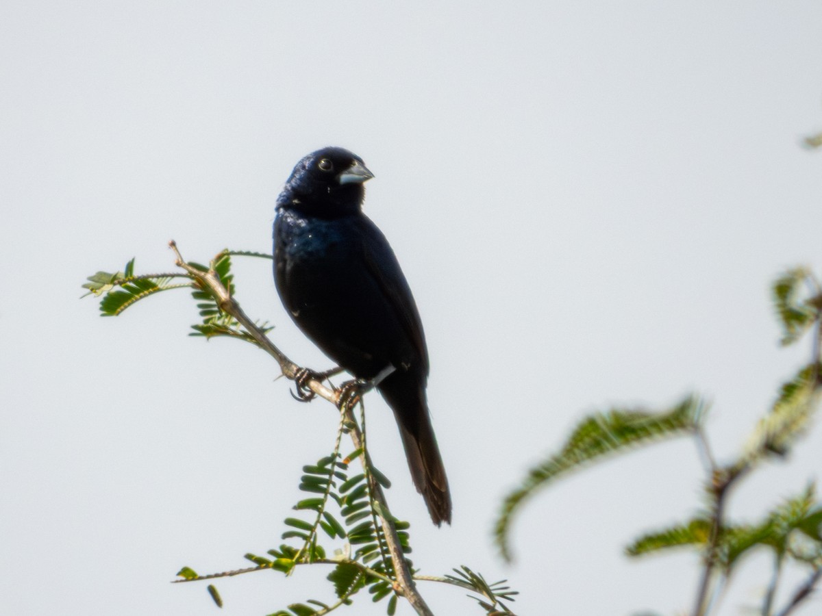 Blue-black Grassquit - ML642115981