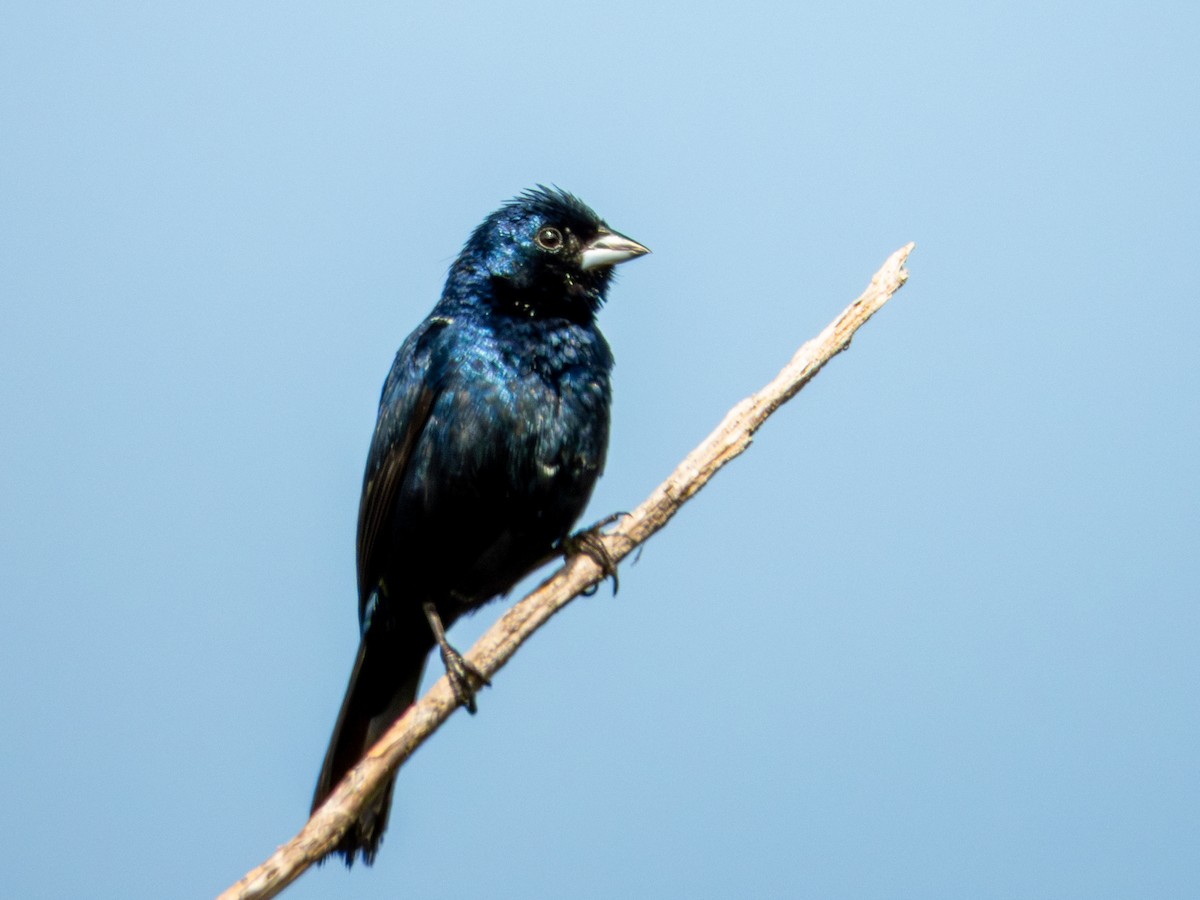 Blue-black Grassquit - ML642115982