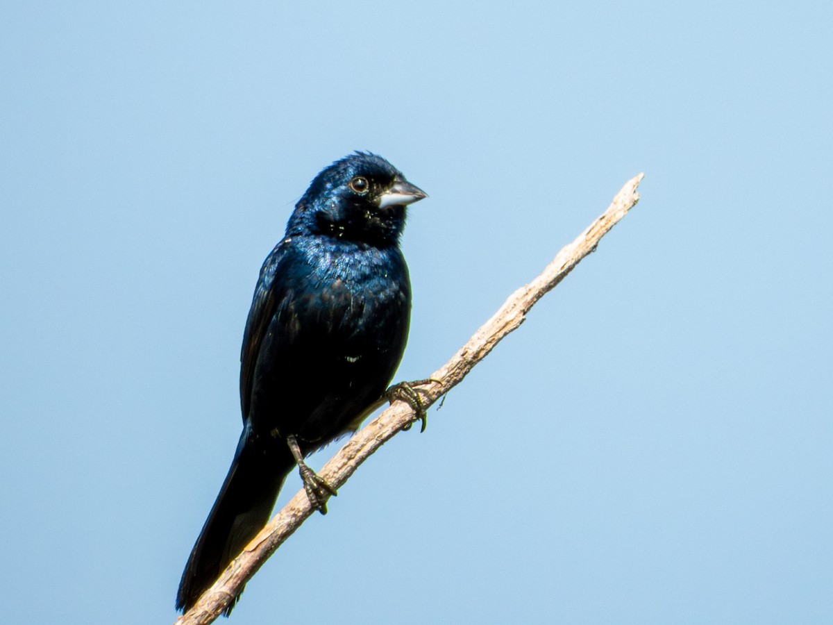 Blue-black Grassquit - ML642115983