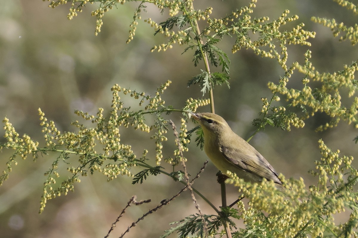 Willow Warbler - ML642115985