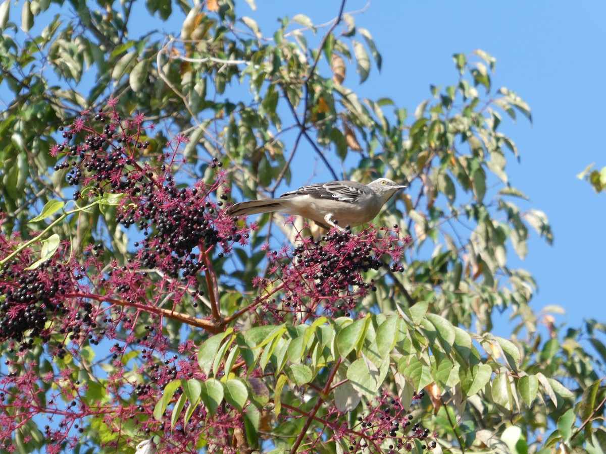 Northern Mockingbird - ML642115991