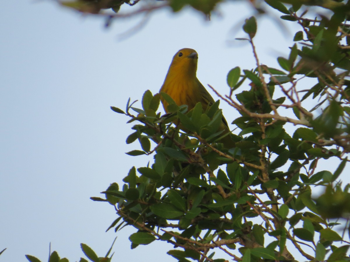 Yellow Warbler - ML642115992