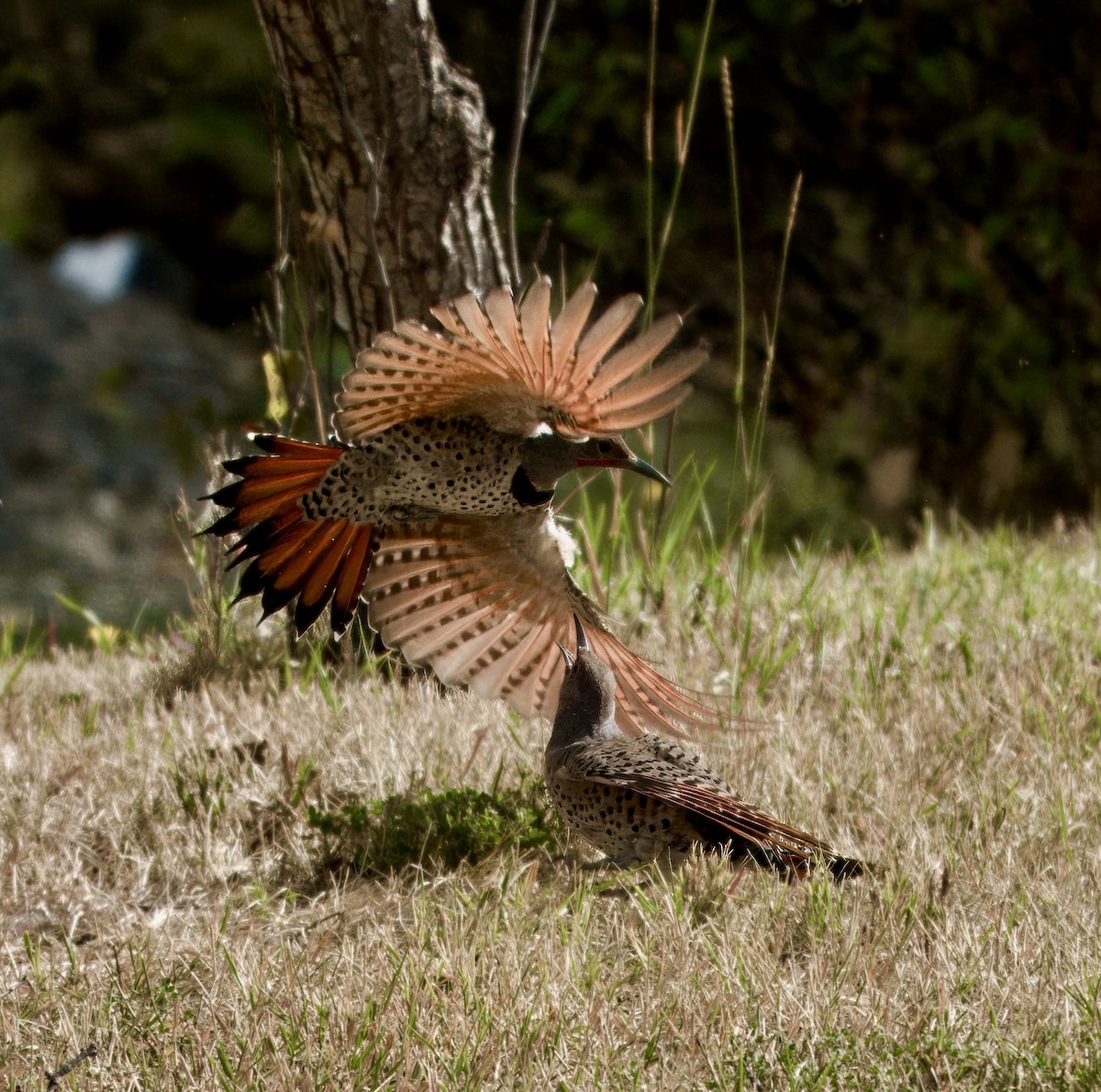 Northern Flicker (Red-shafted) - ML642115993
