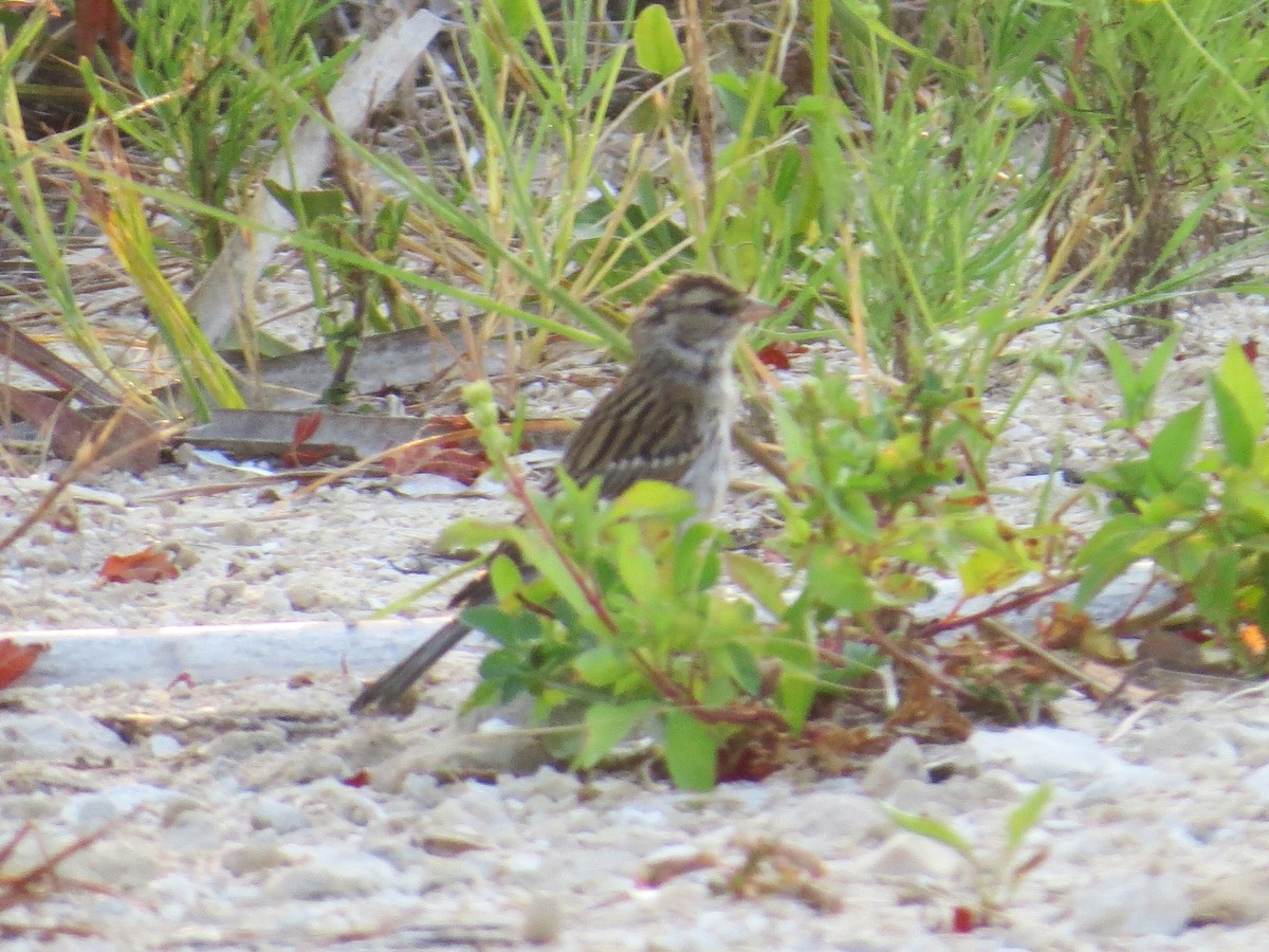 Chipping Sparrow - ML642115994