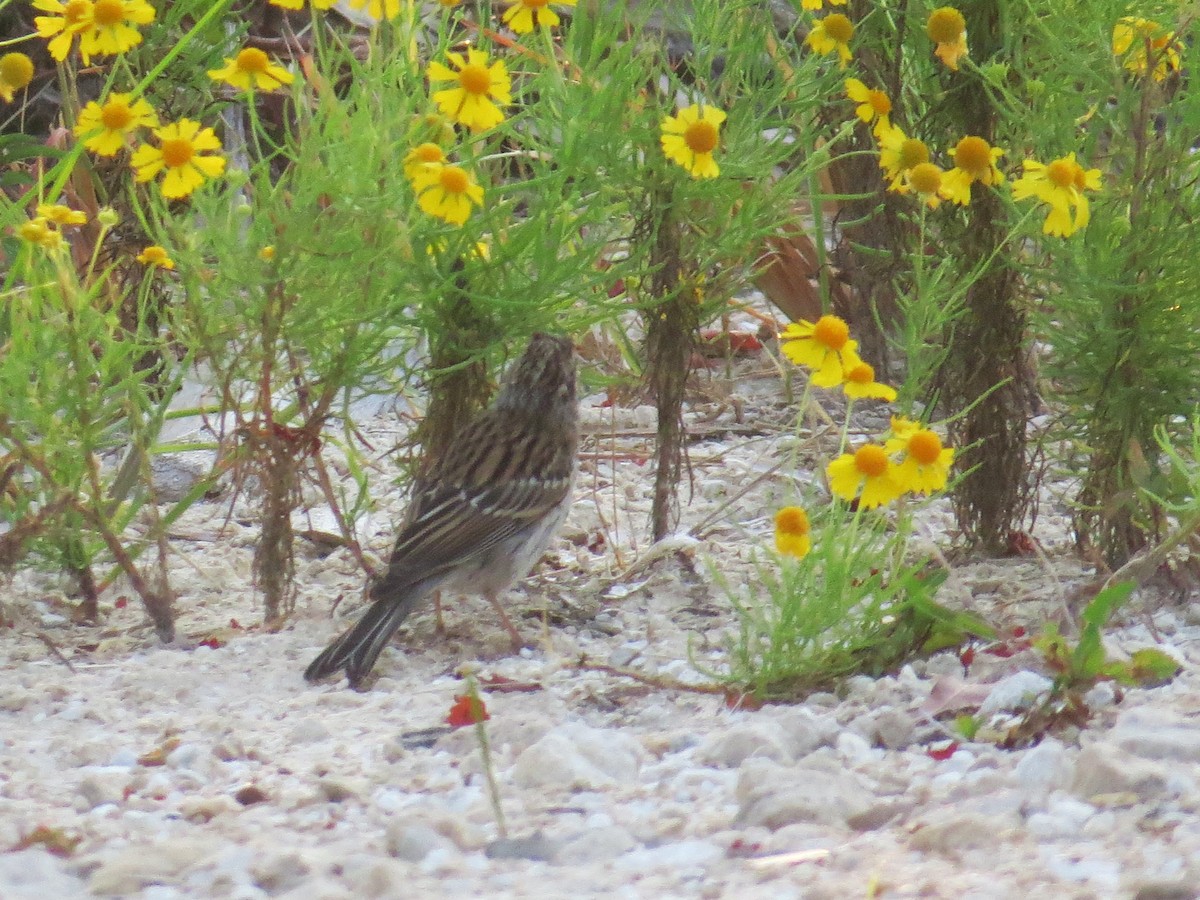 Chipping Sparrow - ML642115997